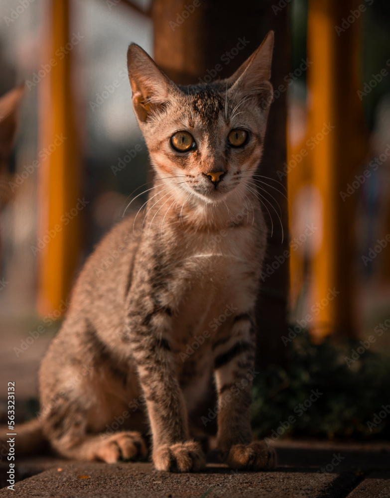 Brown grey cat sitting on the street during evening
