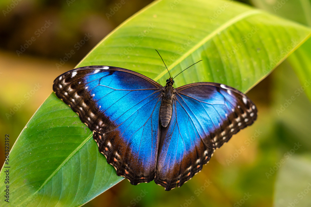  Schöner tropischer Schmetterling Blauer Morphofalter, Morpho peleides Bildidee 