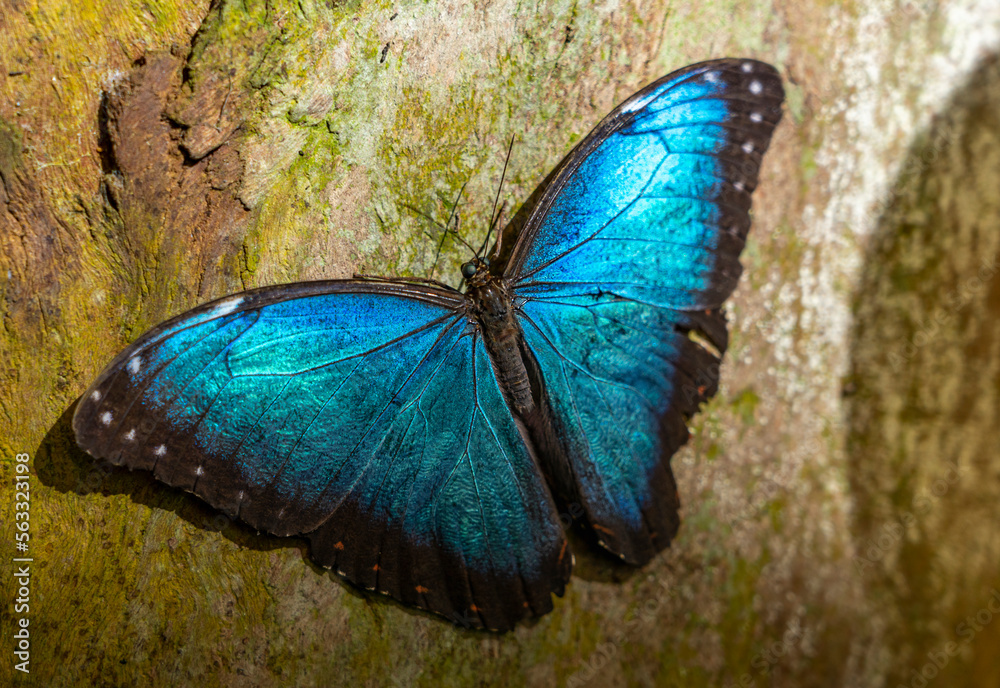  Foto de Schöner tropischer Schmetterling Blauer Morphofalter, Morpho Illustration 