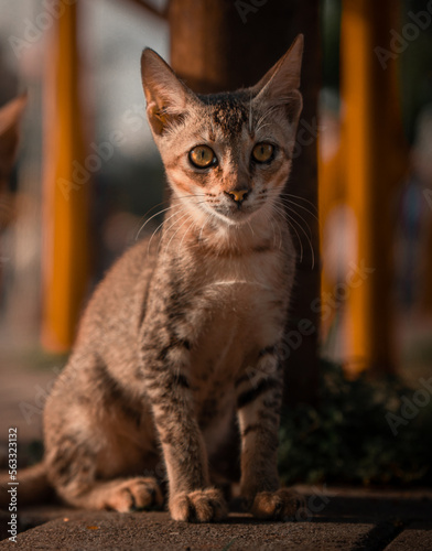 Brown grey cat sitting on the street during evening © Bhavik