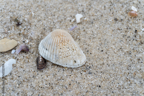 shells on the white sandy beach in the middle of nature