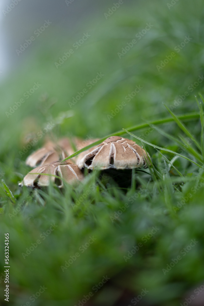 Champignons - 06 Champignons - 06