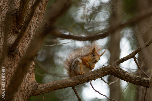 A squirrel is sitting on a pine branch