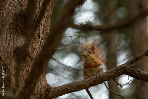 A squirrel is sitting on a pine branch © Natalya Ugryumova