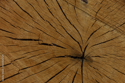 Old Oak wood background. Abstract.
