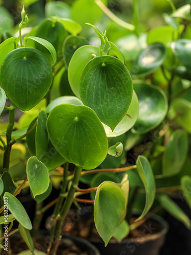 Wallpaper Mural The Raindrop Peperomia has deep green oval leaves with a pointed tip, 3 to 4 inches long, with a thick, leathery texture and glossy surface.
 Torontodigital.ca