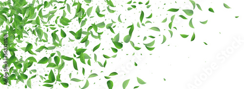 Mint Leaf Herbal Vector Panoramic White
