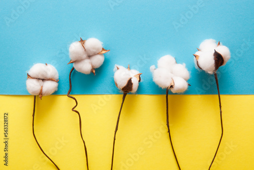 Card with white cotton flowers on yellow blue colors ukrainian flag photo