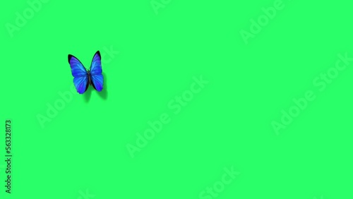 Animation blue butterfly flying isolate on green screen. photo