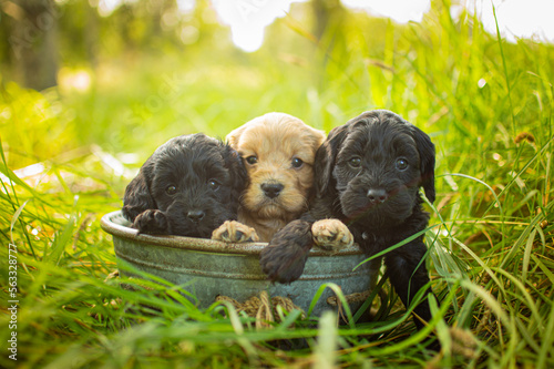 cavapoo puppies in a bin 