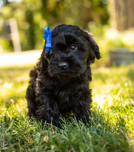 cavapoo puppy, hybrid, 