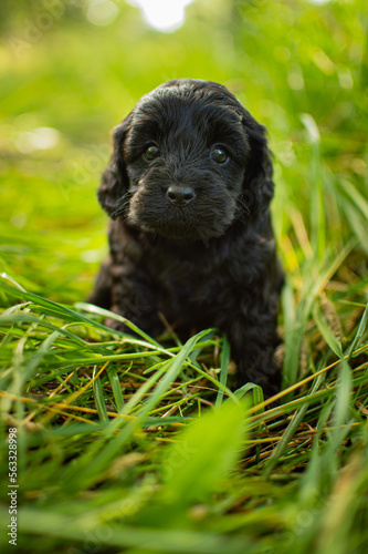 cavapoo puppy black