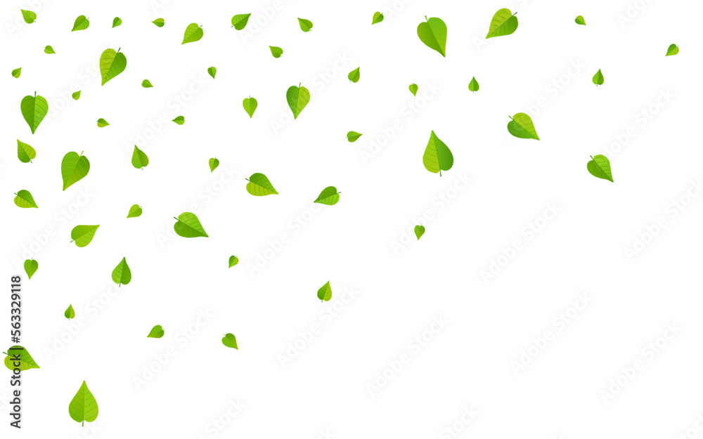 Olive Leaves Transparent Vector White Background Olive Leaves Transparent Vector White Background