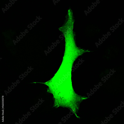 Fluorescent Human Cell photo