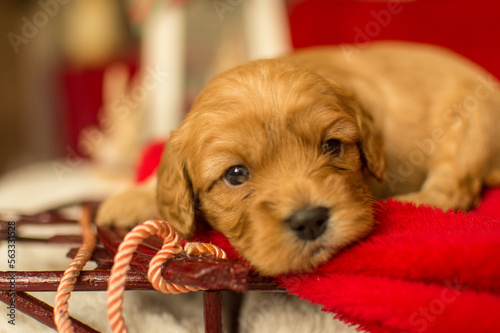 cavapoo puppy, red cavapoo puppy 
