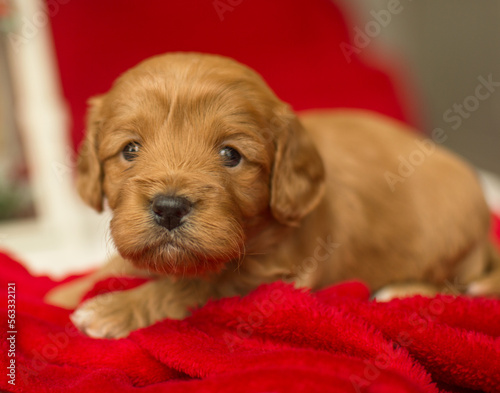 cavapoo, 
