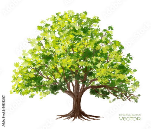 Vector watercolor of grass or tree side view isolated on white background for landscape and architecture drawing, elements for environment and garden, painting botanical for section and elevation
