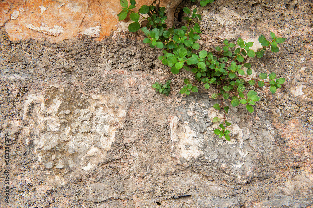 Grunge wall background with old weathered stones and plants texture Grunge wall background with old weathered stones and plants texture