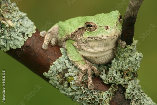 Εκτύπωση καμβά Gray treefrog (hyla versicolor) on branch with lichens