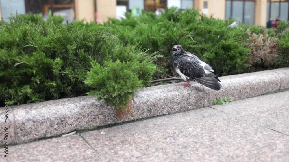 feral pigeons, common grey city dove. Urban pigeons up close, city