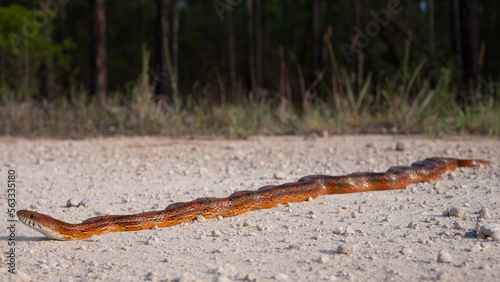 Фотография Corn snake (Pantherophis guttatus)