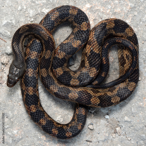 Texas rat snake (Pantherophis obsoletus lindheimeri)