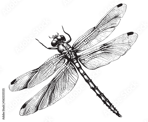 Dragonfly insect hand drawn engraving sketch Vector illustration