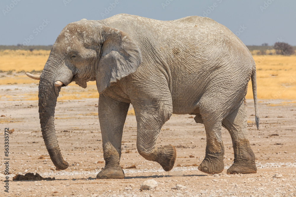 Fototapeta premium Elephant in natural habitat in Etosha National Park in Namibia.