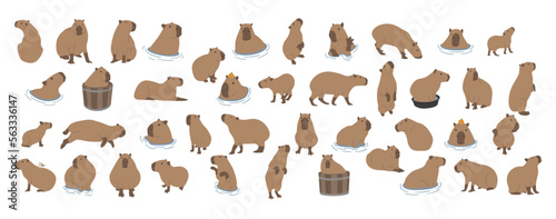 capybara collection 1 cute on a white background, vector illustration. capybara is the largest rodent. photo