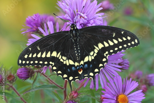 Eatern black swallowtail butterfly male (papilio polyxenes) on New England aster (Symphyotrichum novae-angliae)