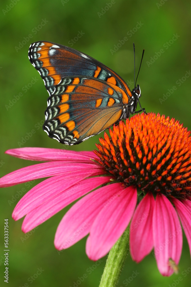 Fototapeta premium Red spotted purple butterfly (limenitis arthemis) on purple coneflower flower echinacea