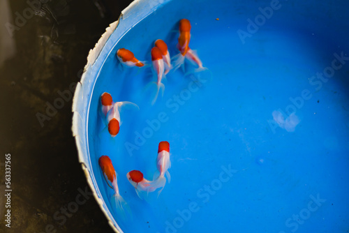 red cap goldfish shoal kept in a plastic bowl. popular ornamental fish kept as a pet. © suparna