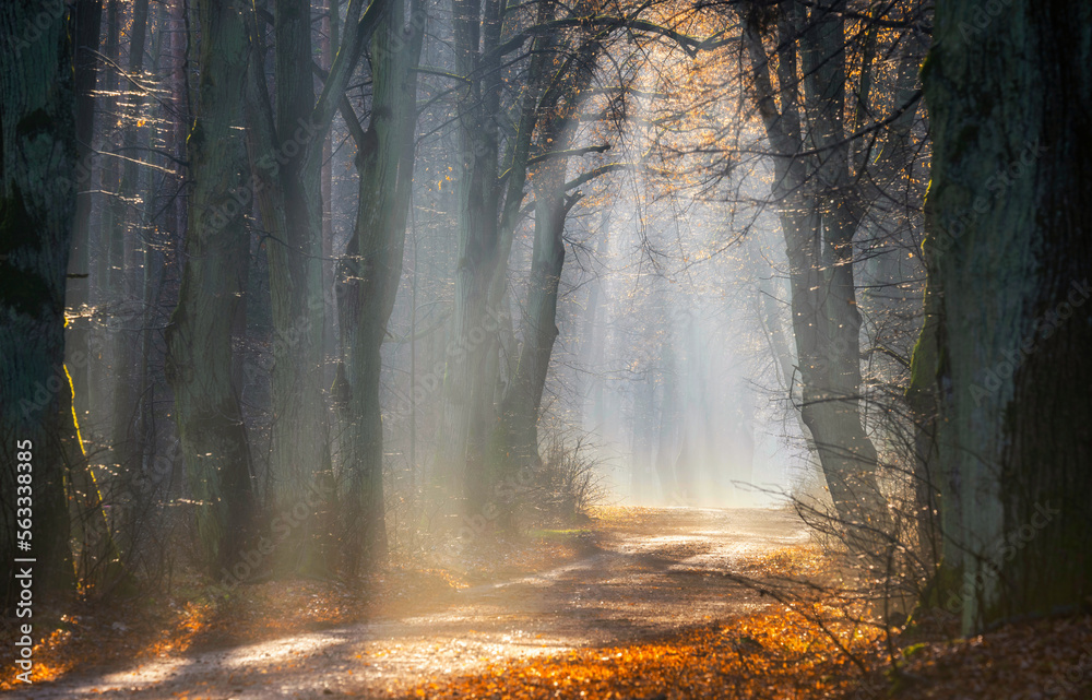 Obraz premium autumn morning in old trees avenue