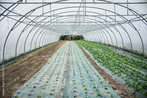 Foto Photographie de salades sous la serre d'un maraîcher en agriculture biologique