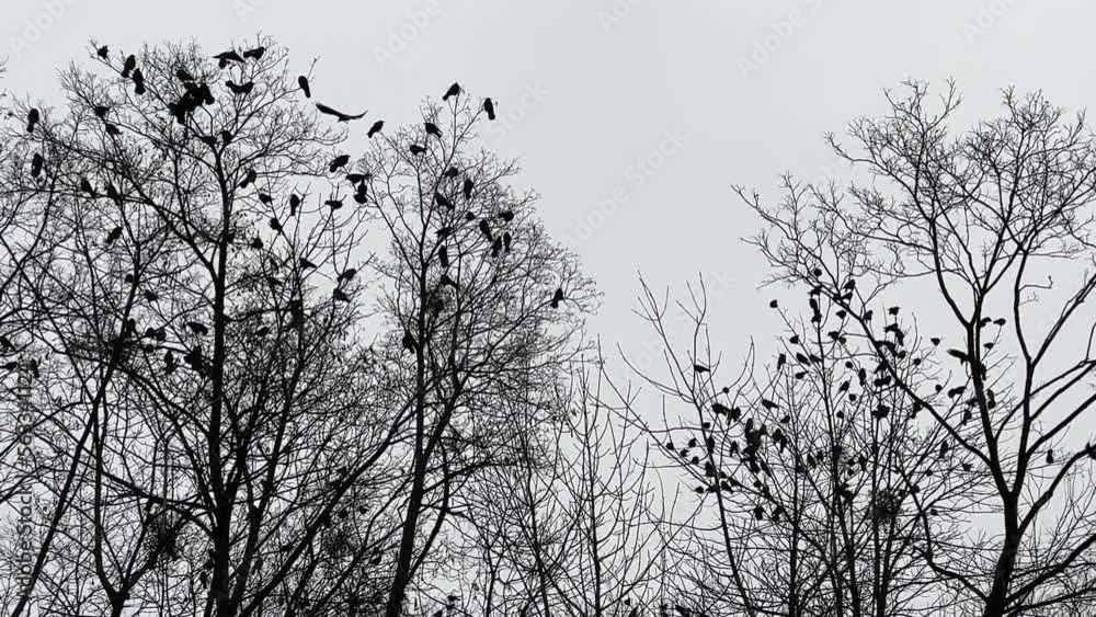 Flock of birds in the forest at winter. Flock of birds in the forest at winter.
