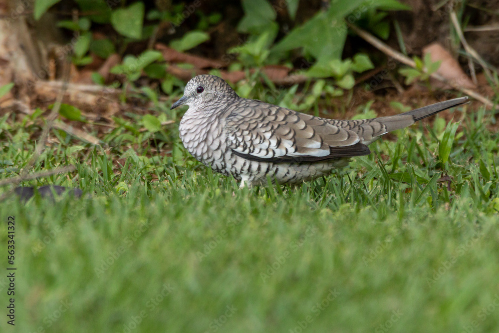 A Scaled Dove also know as Rolinha feeding on the lawn. Species Columbina squammata. bird lover. Birdwatching. Birding. Animal world. A Scaled Dove also know as Rolinha feeding on the lawn. Species Columbina squammata. bird lover. Birdwatching. Birding. Animal world.
