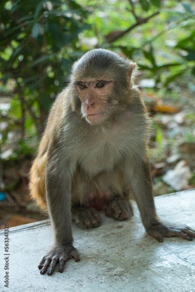 portrait of a macaque