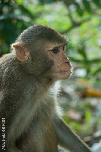 portrait of a macaque