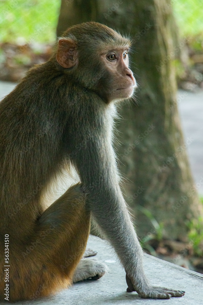 Fototapeta premium mother and macaque