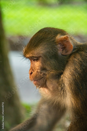 portrait of a macaque