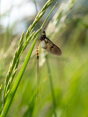 Photos Resting mayfly in summer