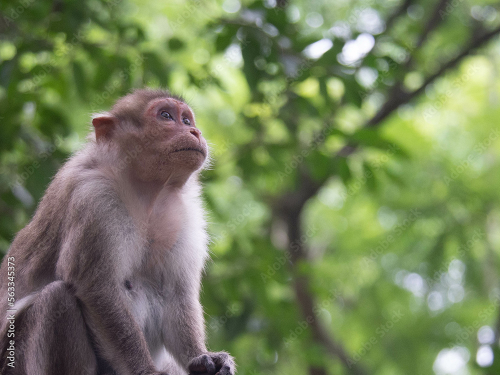 Indian monkey Indian monkey