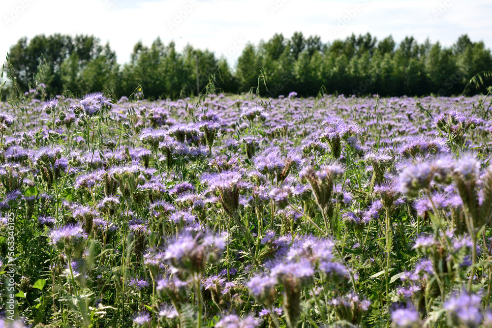agricultural field with purple thyme plants and forest line on horizon agricultural field with purple thyme plants and forest line on horizon