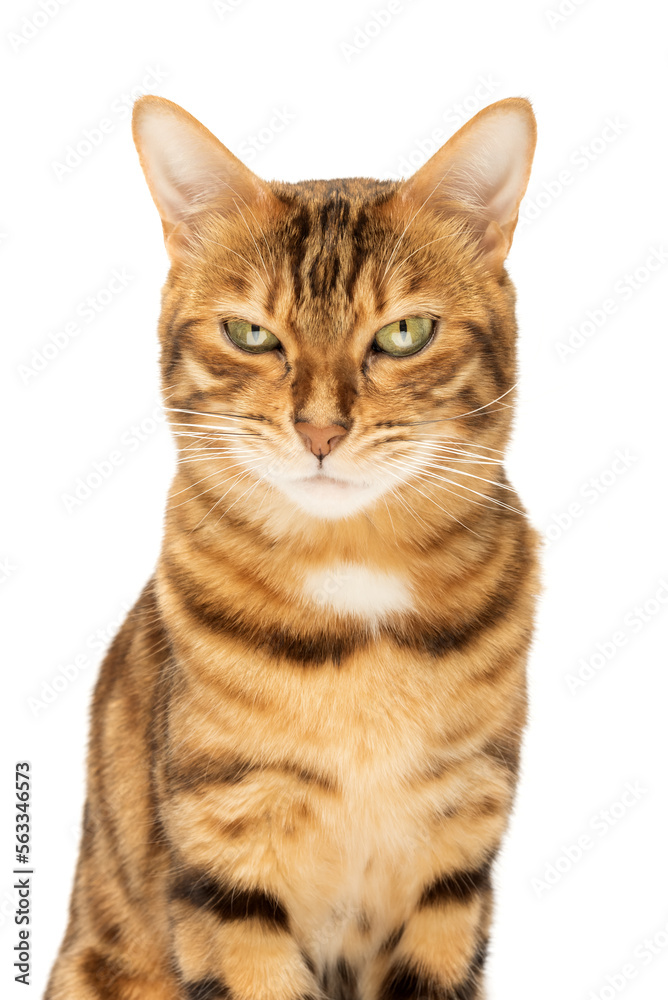 Angry, displeased Bengal cat on a white background.