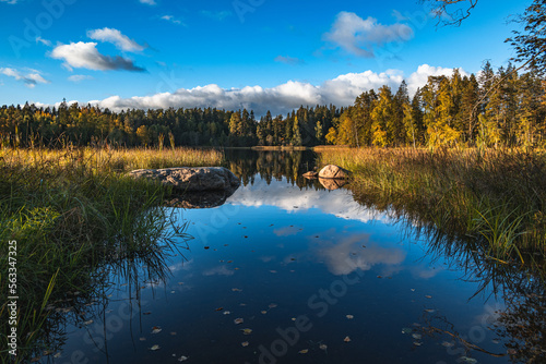Fototapeta Naklejka Na Ścianę i Meble -  Smal swampy forest lake in summer sunset landscape