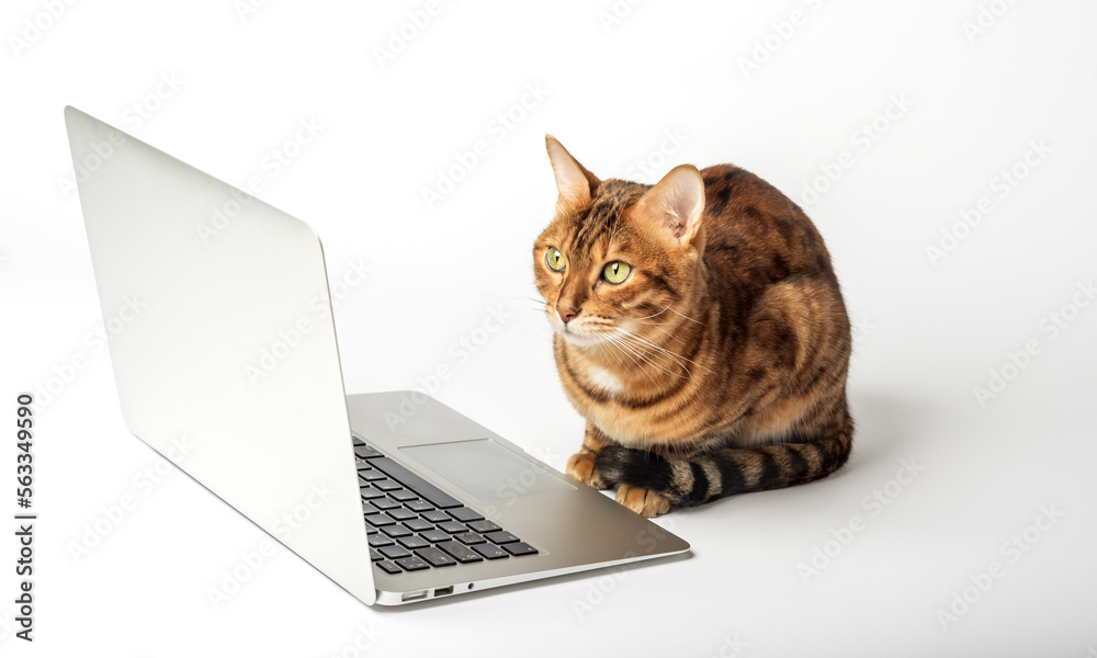 Side view of a ginger bengal cat looking at a laptop screen Side view of a ginger bengal cat looking at a laptop screen
