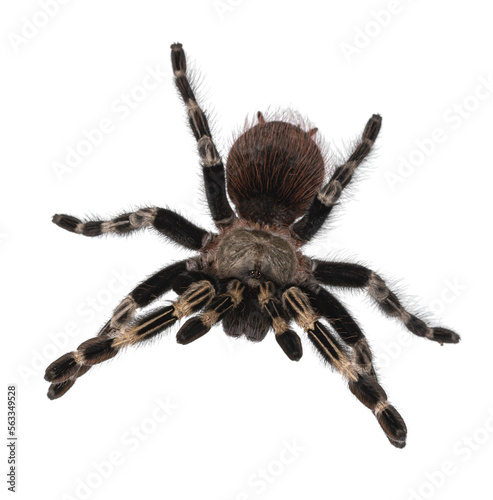 Fotobehang Top view of mature Brazilian red and white tarantula spider in attack posture