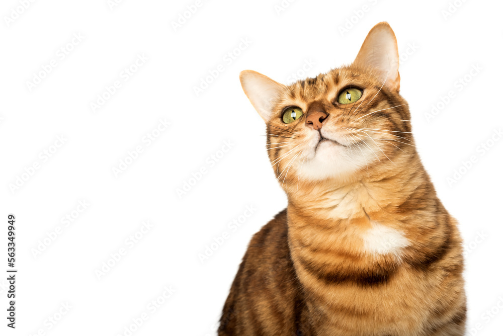 The head of a Bengal cat looking up with interest