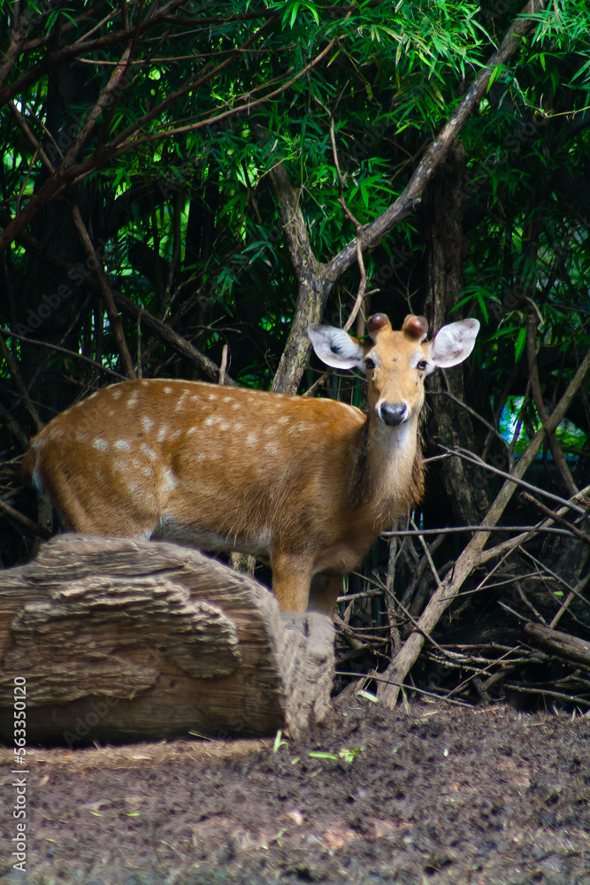 Obraz premium Deer in the zoo