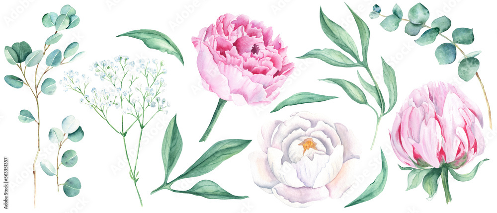 Watercolour floral set isolated on white background. White and pink peonies, green leaves, eucalyptus and gypsophila branches . Watercolor hand drawn botanical illustration. Ideal for bouquets